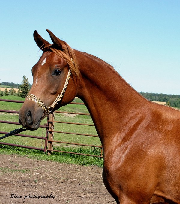 Shaddos Serenade - Serena - Arabian Heights.jpg